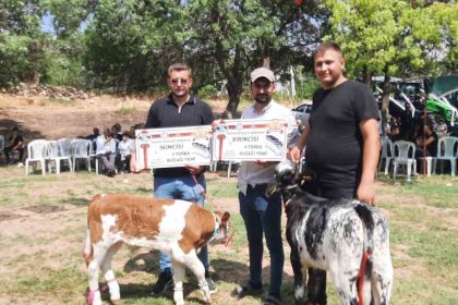 festivalde-en-guzel-kuzu-ve-buzagi-secildi