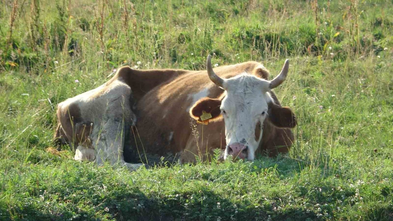ardahanda-sap-korkusu