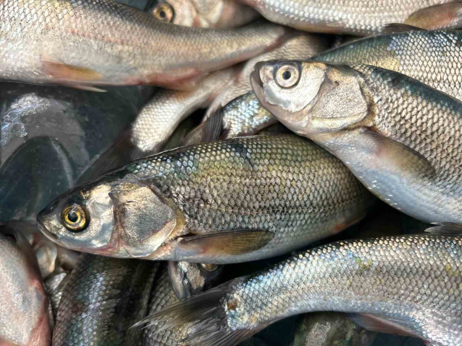 inci-kefali-tezgahlarda-yerini-aldi