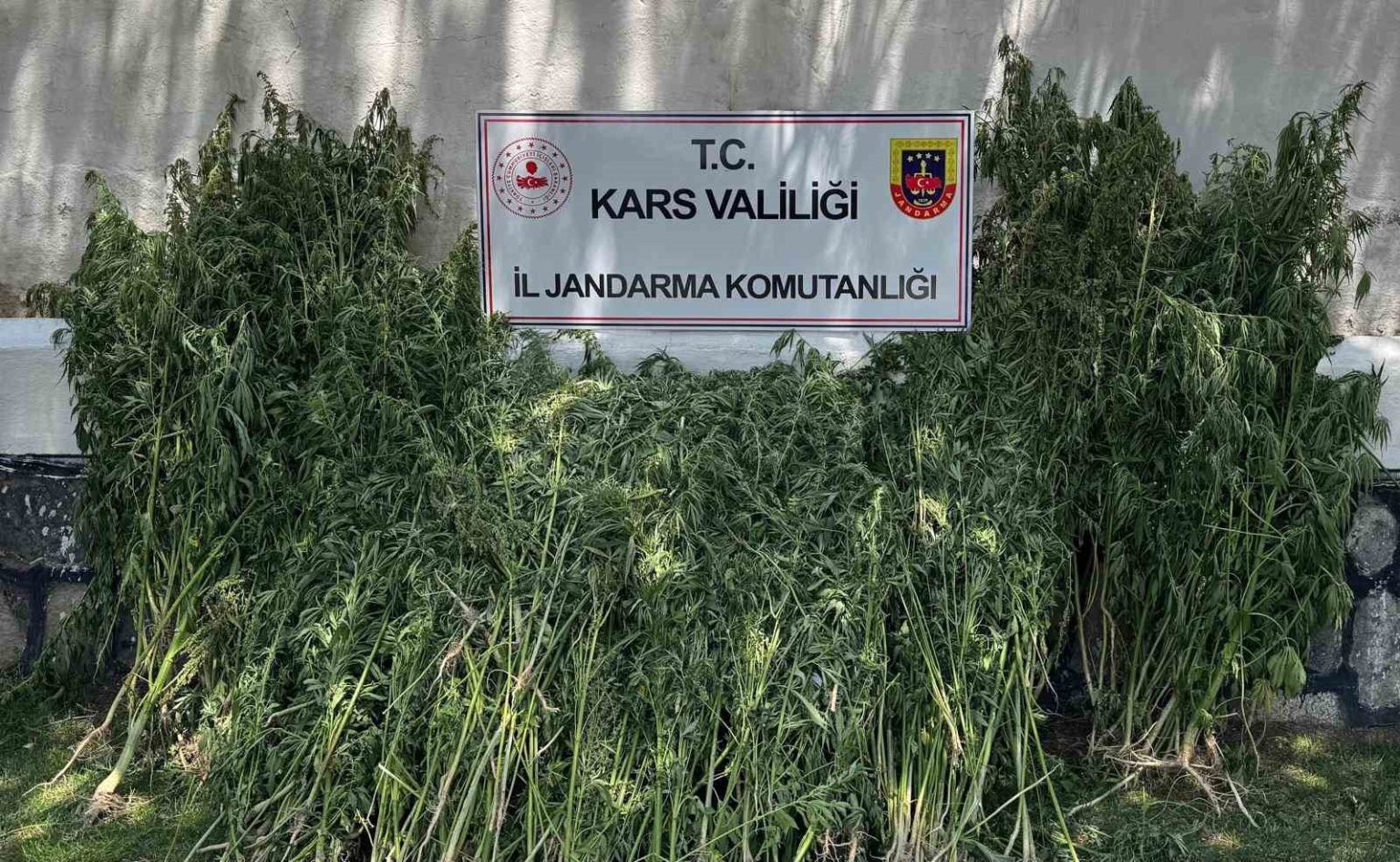 karsta-42-bin-658-kok-kenevir-ele-gecirildi