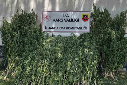karsta-42-bin-658-kok-kenevir-ele-gecirildi