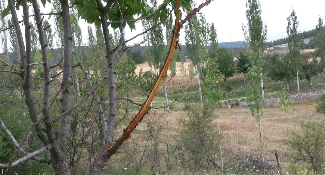 ciftcilerin-bahcesine-zarar-veren-suphelinin-geyik-oldugu-ortaya-cikti