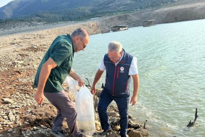 kemer-barajina-600-bin-adet-sazan-yavrusu-birakildi