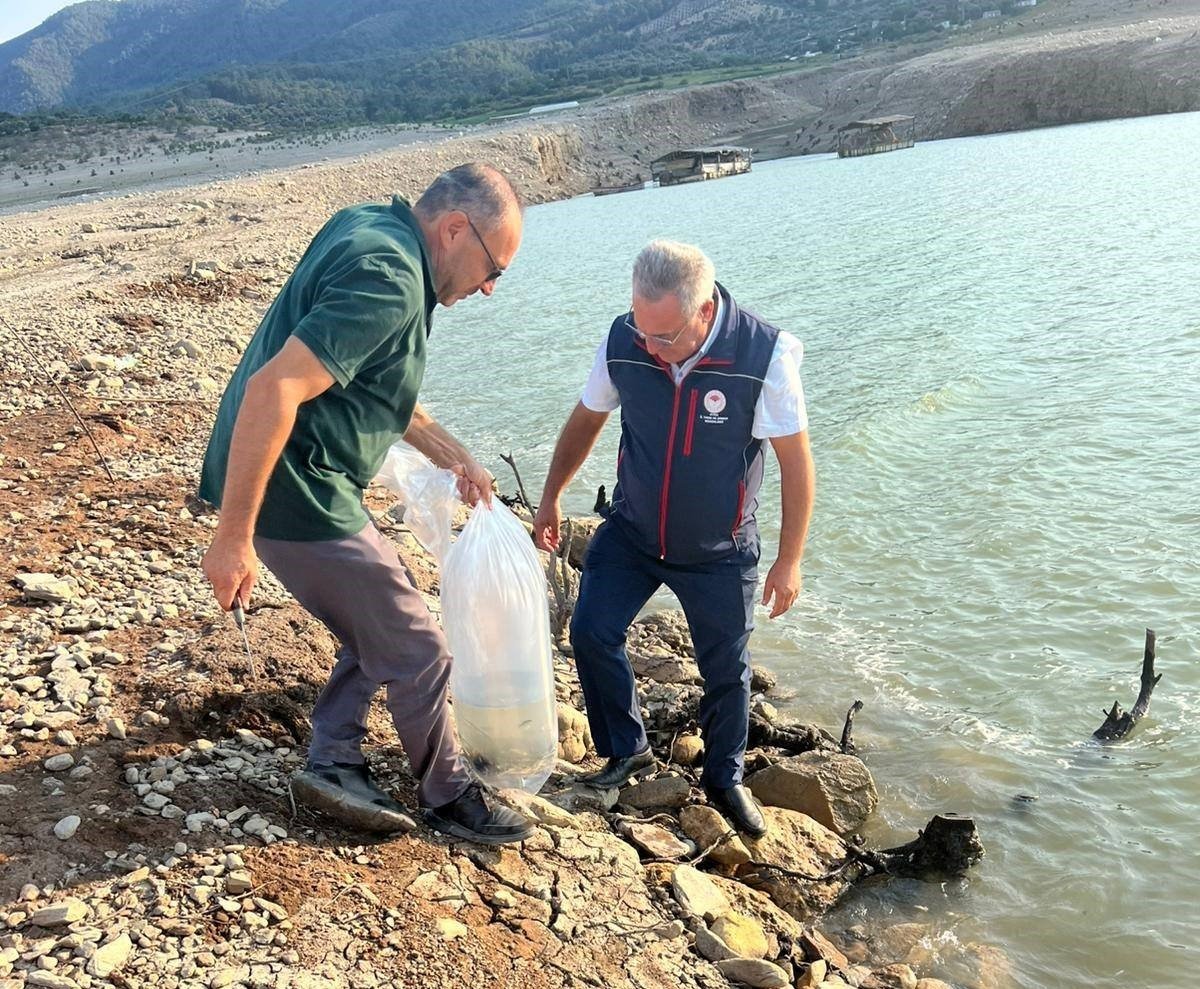 kemer-barajina-600-bin-adet-sazan-yavrusu-birakildi