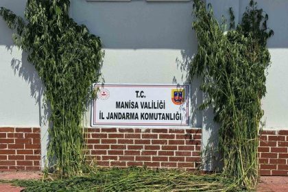 somada-1-620-kok-kenevir-ele-gecirildi