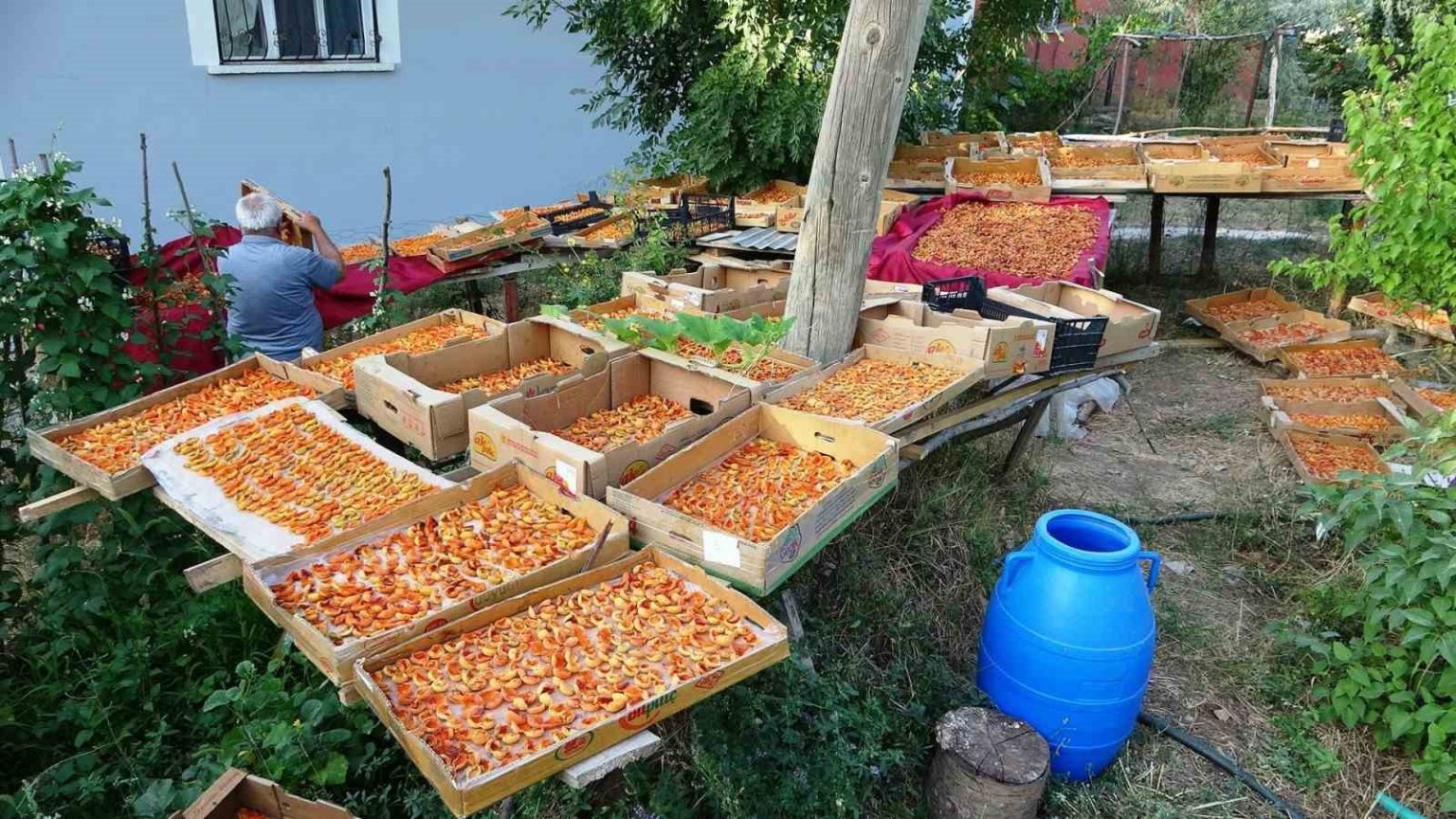 vanda-kayisi-kurutma-donemi-basladi