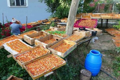 vanda-kayisi-kurutma-donemi-basladi