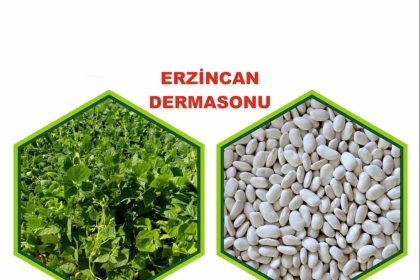 erzincanda-yetistirilen-fasulye-tescillendi