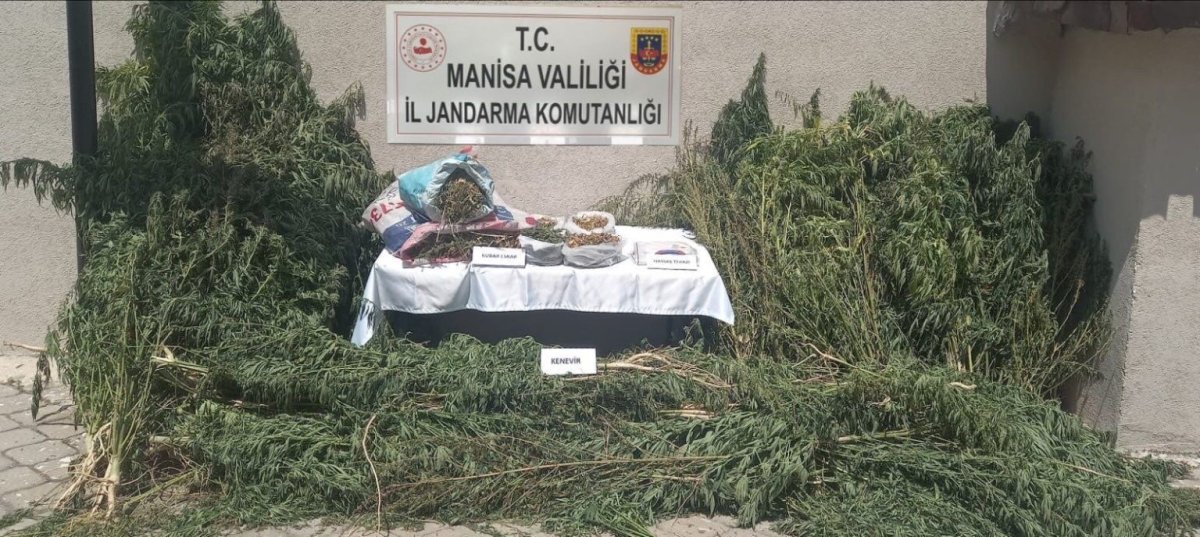 gordeste-jandarmadan-kenevir-operasyonu