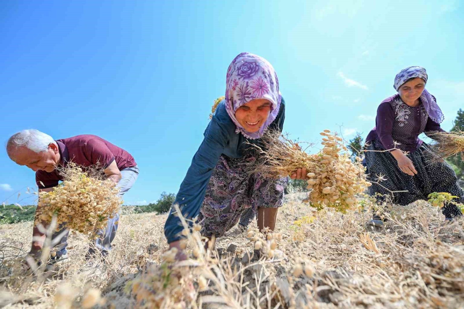 gulnarda-atalik-tohum-destegiyle-uretilen-nohutlar-hasat-edildi