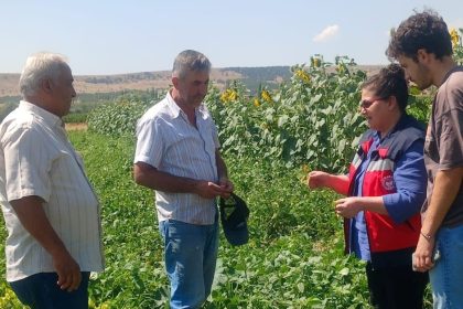 kutahyada-fasulye-ve-misir-tarlalarinda-hastalik-ve-zararli-kontrolu