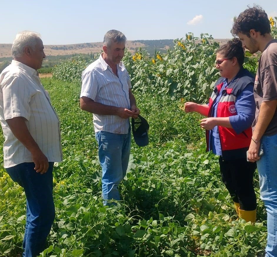 kutahyada-fasulye-ve-misir-tarlalarinda-hastalik-ve-zararli-kontrolu