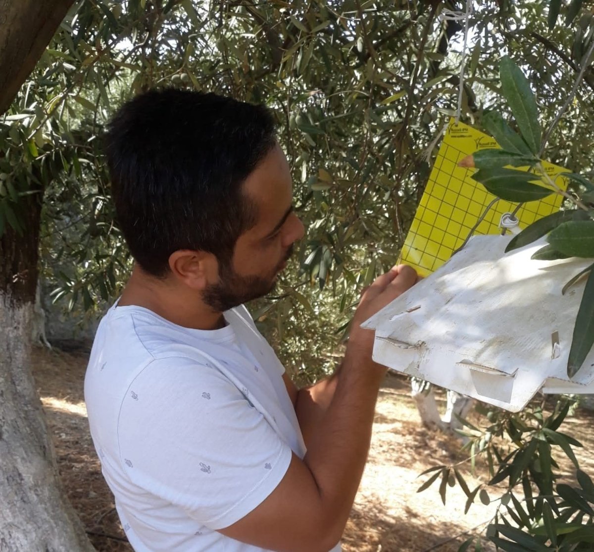 soke-ilce-tarimdan-zeytin-sinegi-uyarisi