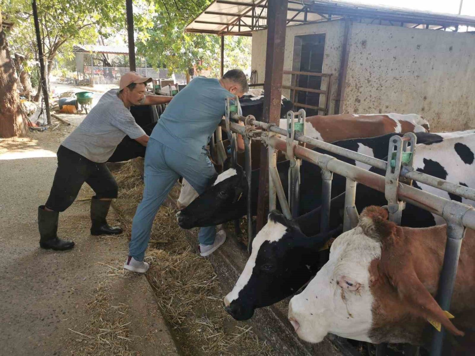 bozdoganda-hastaliktan-ari-isletmelerde-kontroller-suruyor