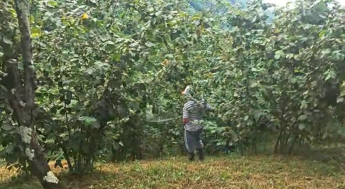 drakula-bahceleri-kuruttu-4-bin-100-dekar-alandaki-findik-agaclari-sokuldu