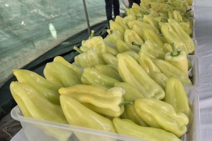 en-iyi-kale-biberi-yetistiricileri-odullendirildi