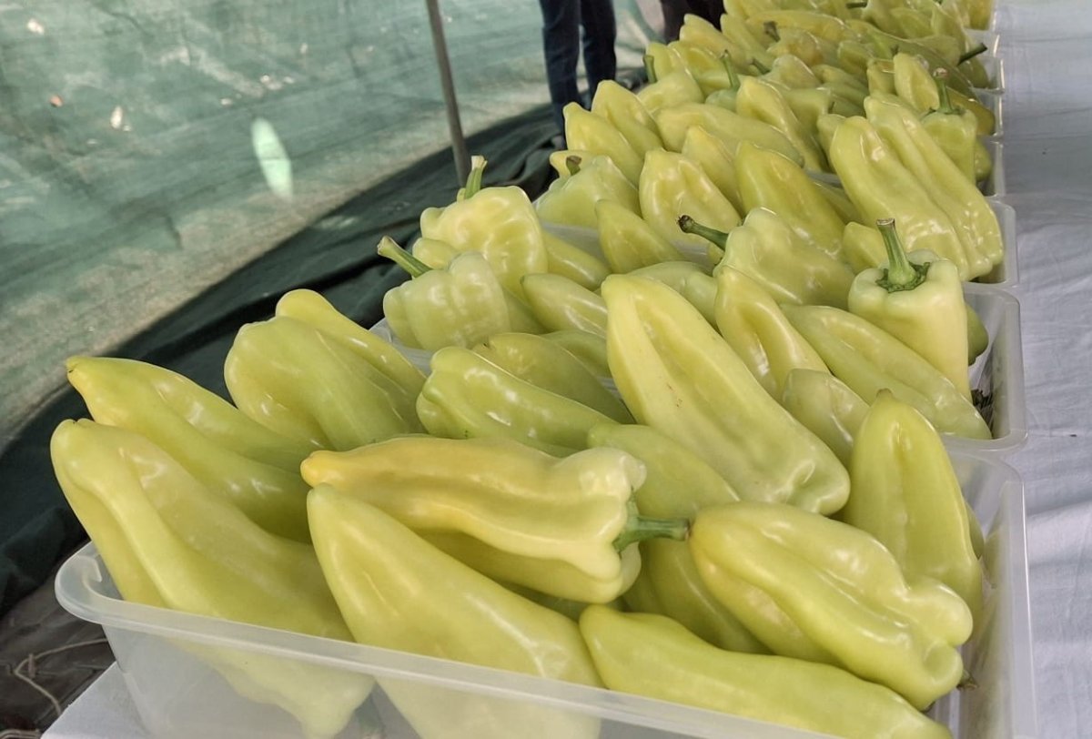 en-iyi-kale-biberi-yetistiricileri-odullendirildi