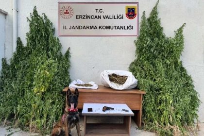 erzincanda-jandarmadan-kenevir-operasyonu