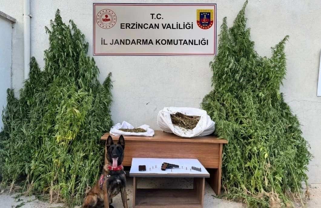 erzincanda-jandarmadan-kenevir-operasyonu