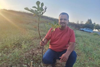 sarigolde-sarilop-incir-uretimi-yayginlasiyor