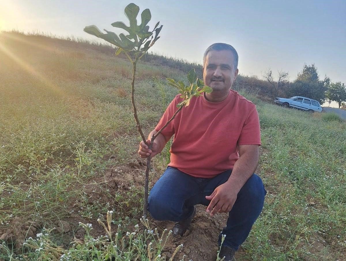 sarigolde-sarilop-incir-uretimi-yayginlasiyor