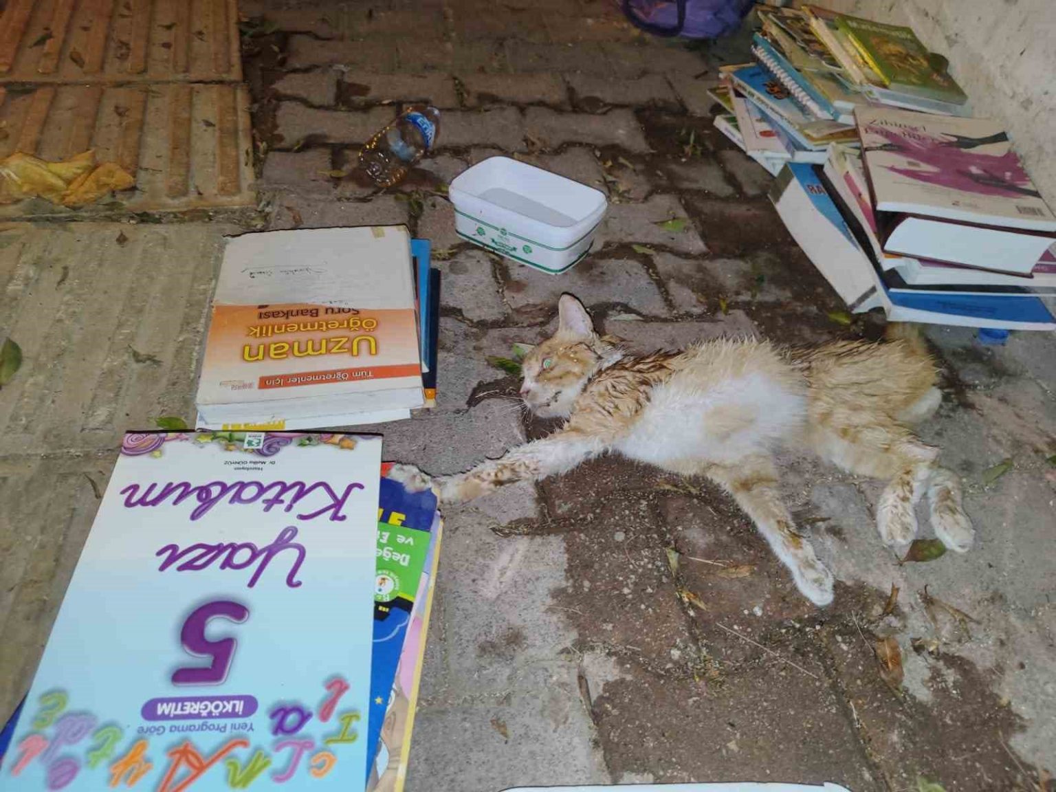 sokakta-yarali-gordukleri-yavru-kedi-icin-seferber-oldular