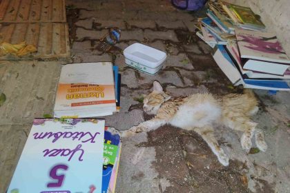 sokakta-yarali-gordukleri-yavru-kedi-icin-seferber-oldular