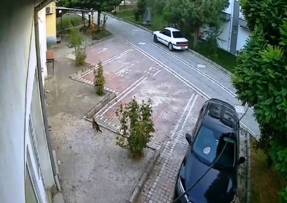 sindirgidaki-depremi-hissederek-hizla-uzaklasan-kedi-kameralara-yansidi