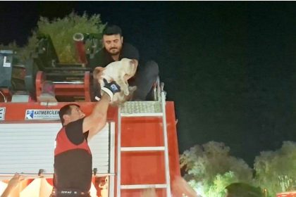 hisarcikta-agacta-mahsur-kalan-kedi-itfaiye-ekipleri-tarafindan-kurtarildi