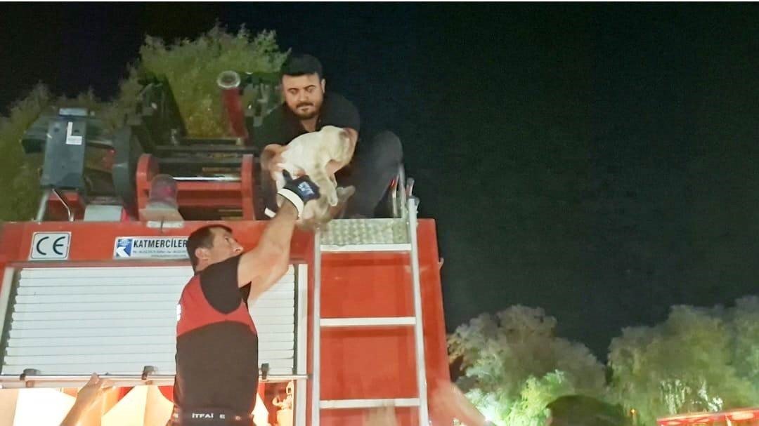 hisarcikta-agacta-mahsur-kalan-kedi-itfaiye-ekipleri-tarafindan-kurtarildi