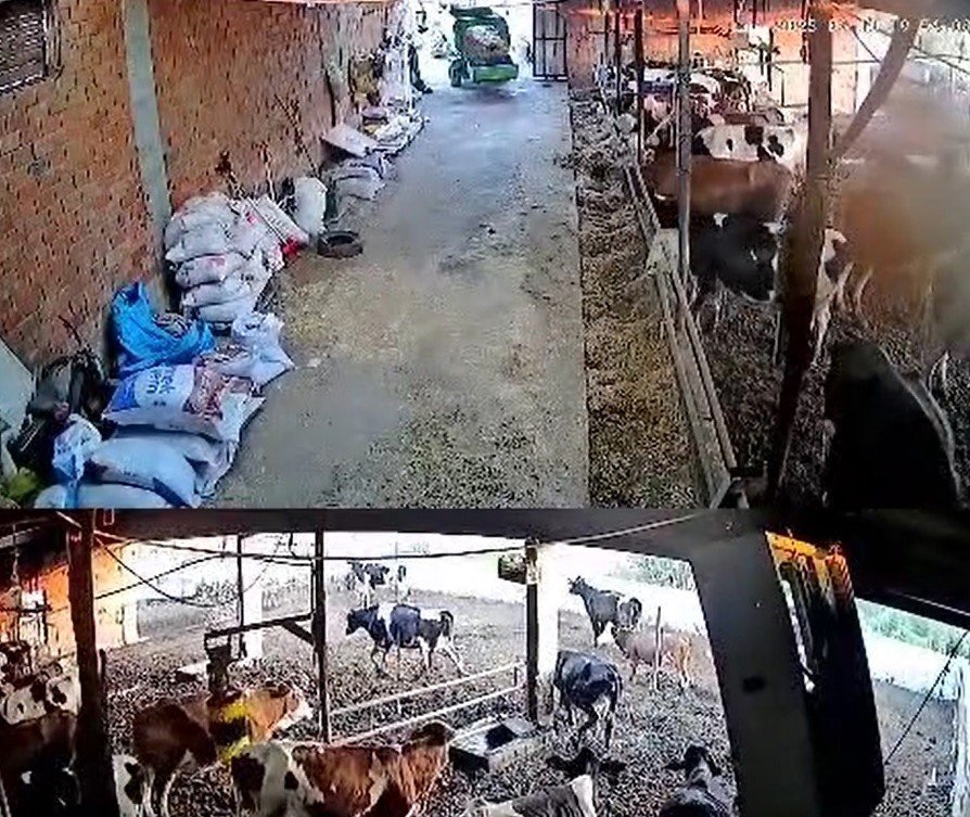 inekler-kacisti-kolonya-siseleri-yerle-bir-oldu