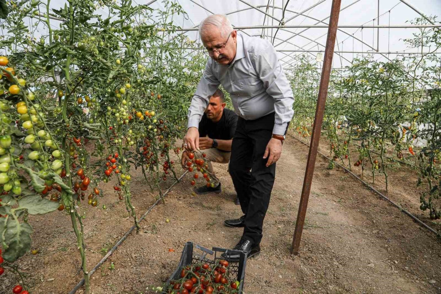 vanda-ata-tohum-ile-elde-edilen-urunlerin-hasadi-yapildi