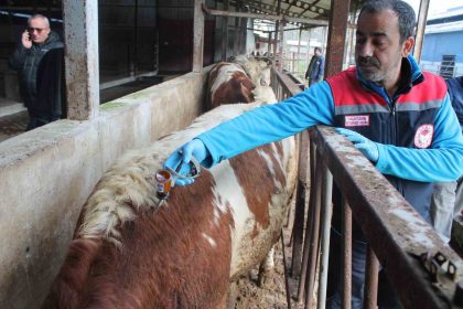 50-bin-363-hayvan-hastalik-tipine-gore-asilandi