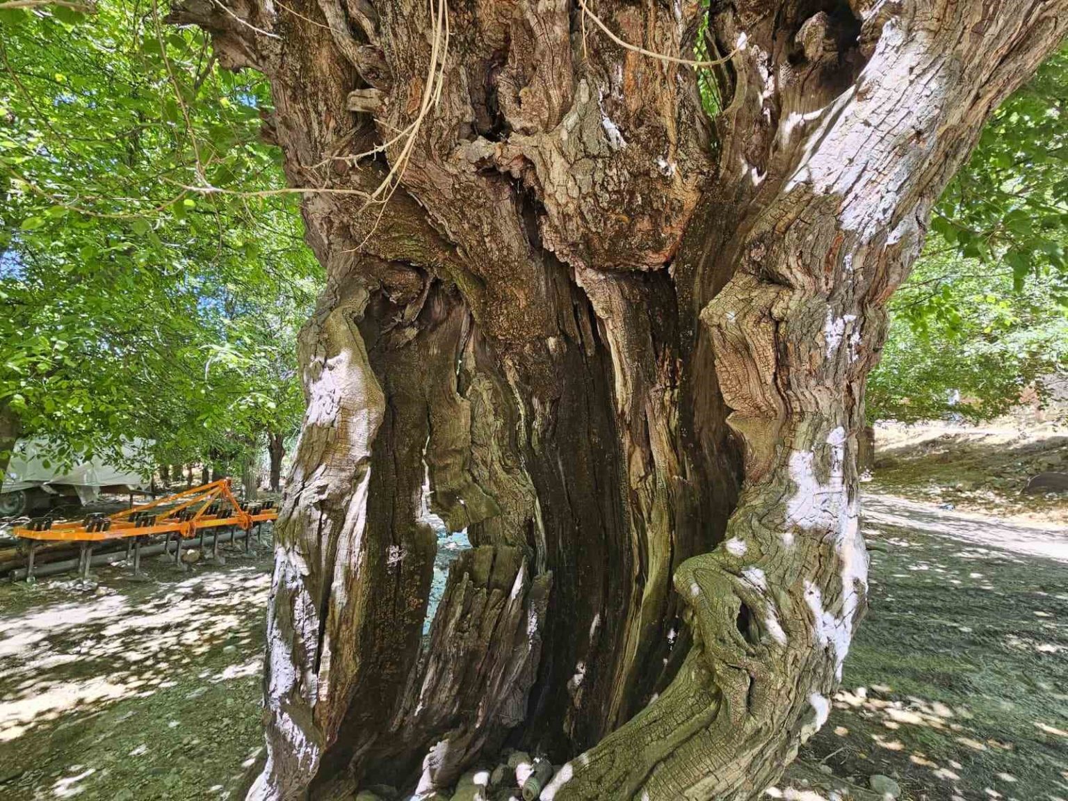 elazigda-dut-agaclari-zamana-direniyor