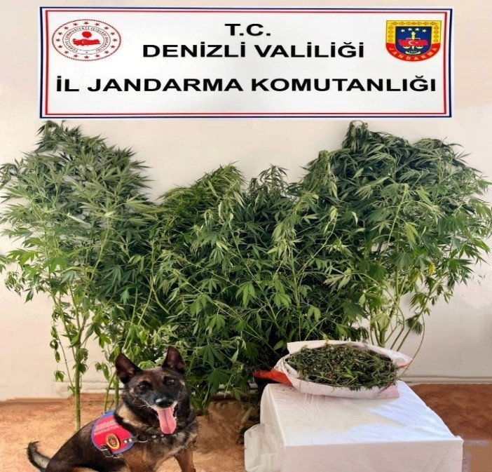 jandarmanin-uyusturucu-operasyonunda-24-kok-kenevir-25-kilo-esrar-ele-gecirildi