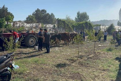 yalovada-buyukbas-hayvanlar-alevlerden-son-anda-kurtarildi