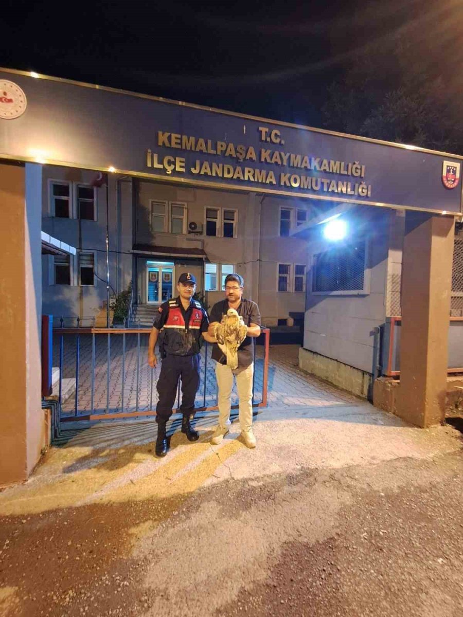 artvinde-yarali-sahin-jandarma-ekiplerince-kurtarildi