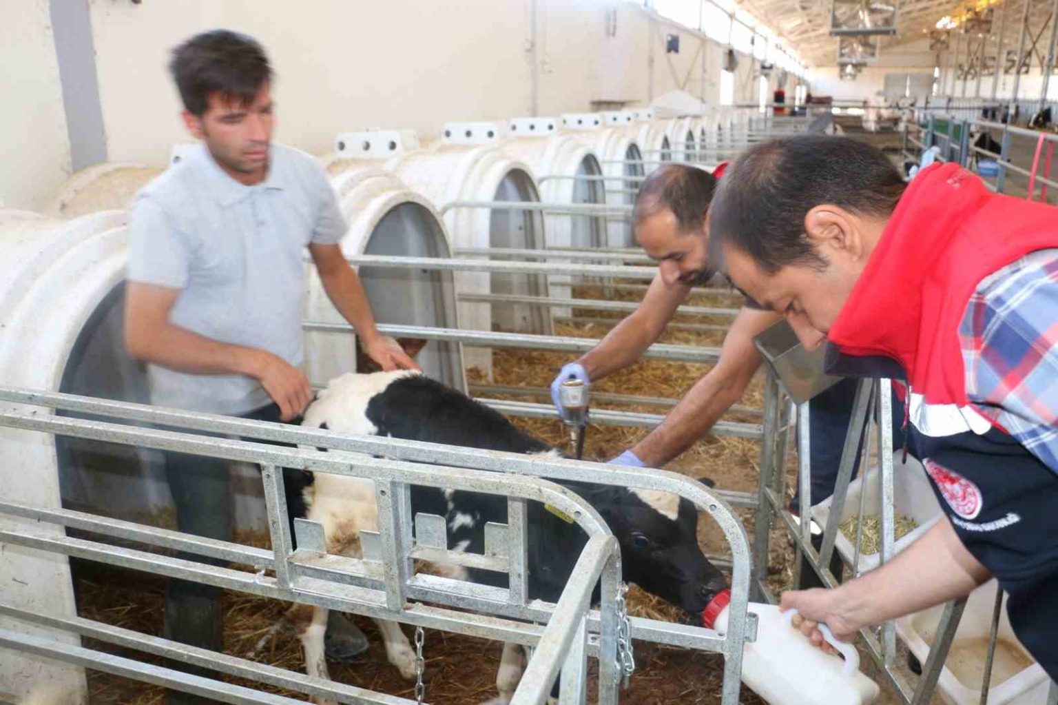 erzincan-il-genelinde-tum-hayvanlar-sap-hastaligina-karsi-asilaniyor