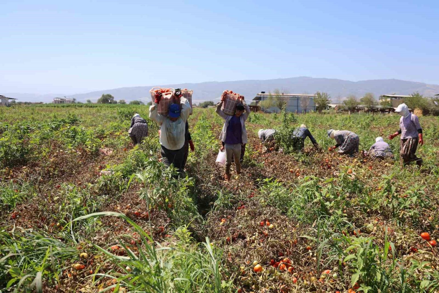 domates-iscileri-col-sicaklarinda-saati-250-tlye-ter-dokuyor