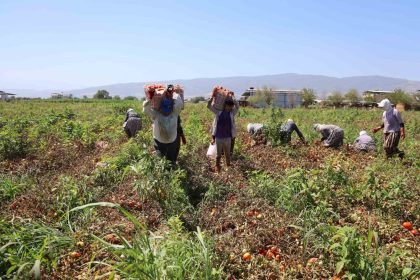 domates-iscileri-col-sicaklarinda-saati-250-tlye-ter-dokuyor
