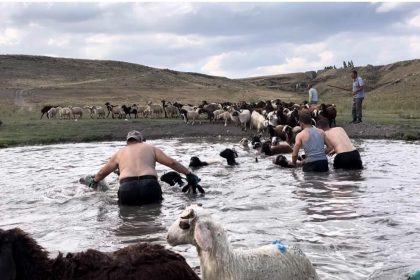 karsta-sicakla-mucadele-sicaktan-etkilenen-koyunlari-derede-serinlettiler