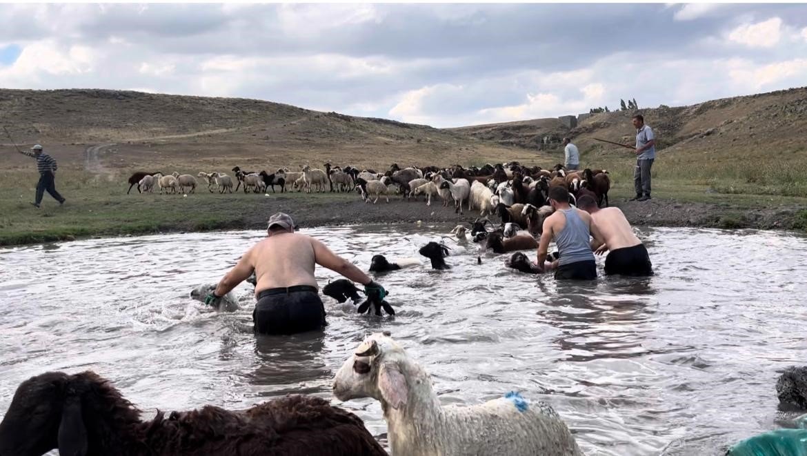 karsta-sicakla-mucadele-sicaktan-etkilenen-koyunlari-derede-serinlettiler