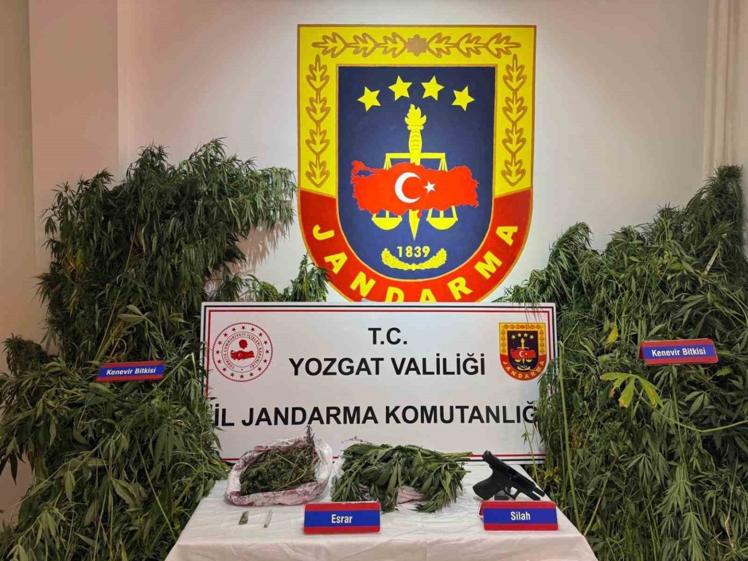 yozgatta-uyusturucu-operasyonu-bin-135-kok-kenevir-ele-gecirildi
