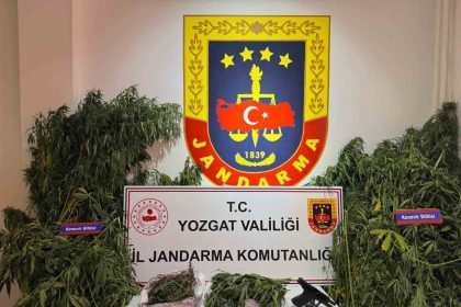 yozgatta-uyusturucu-operasyonu-bin-135-kok-kenevir-ele-gecirildi