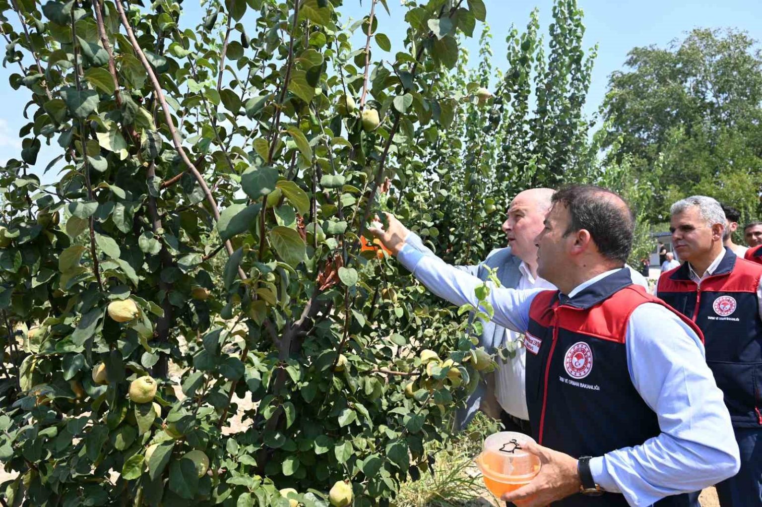 ayva-uretiminde-kalintisiz-tarim-icin-ureticilere-tuzak-dagitildi