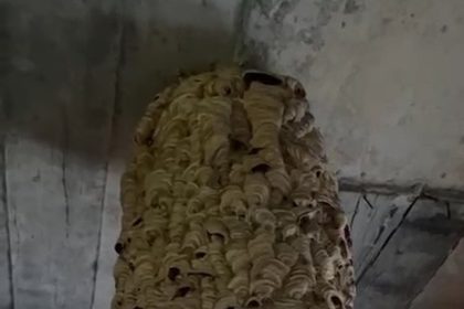 dev-ari-yuvasi-gorenleri-sasirtti
