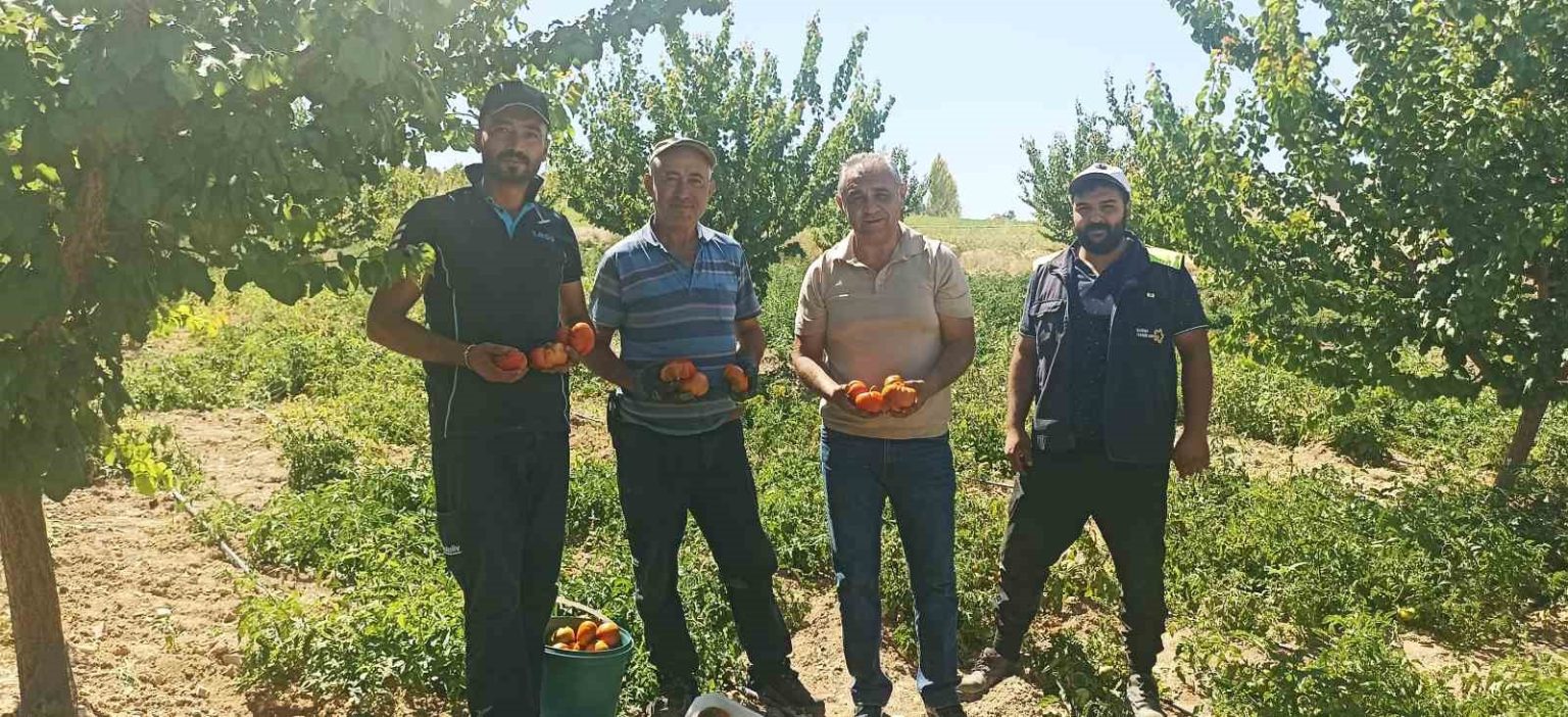 kayisi-meyve-vermedi-uretici-bahcesine-ata-tohumu-domates-ekti