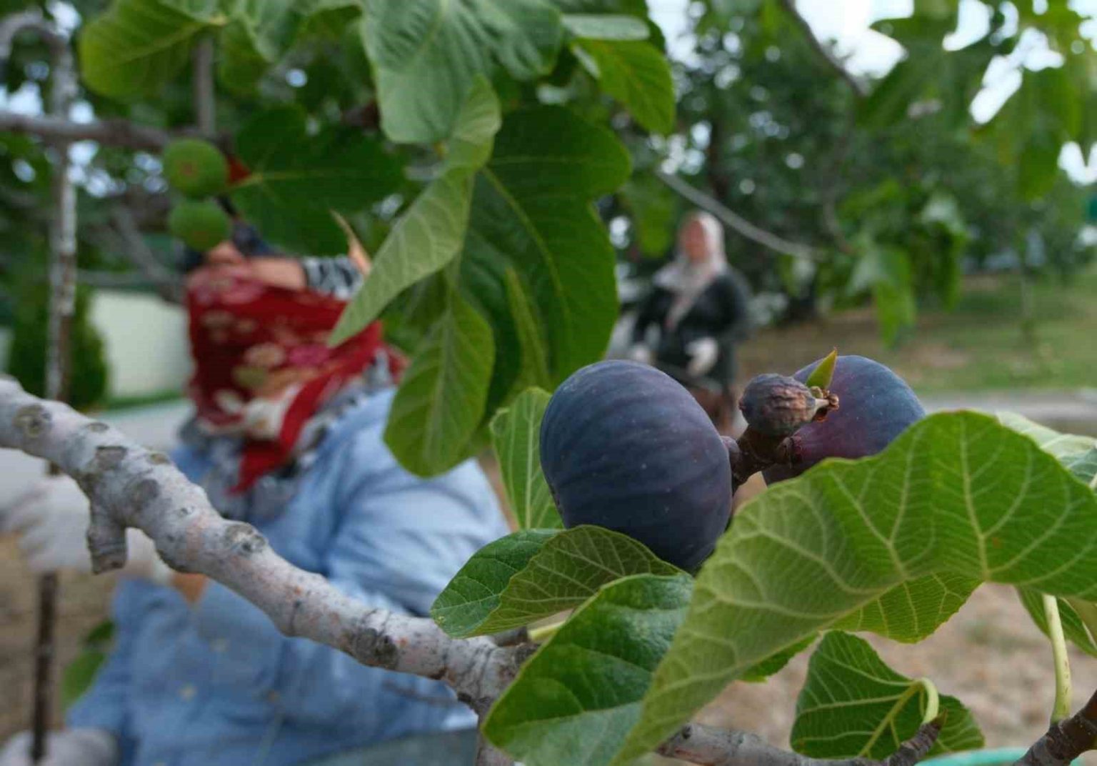 kralice-incirinde-hasat-ve-ihracat-basladi