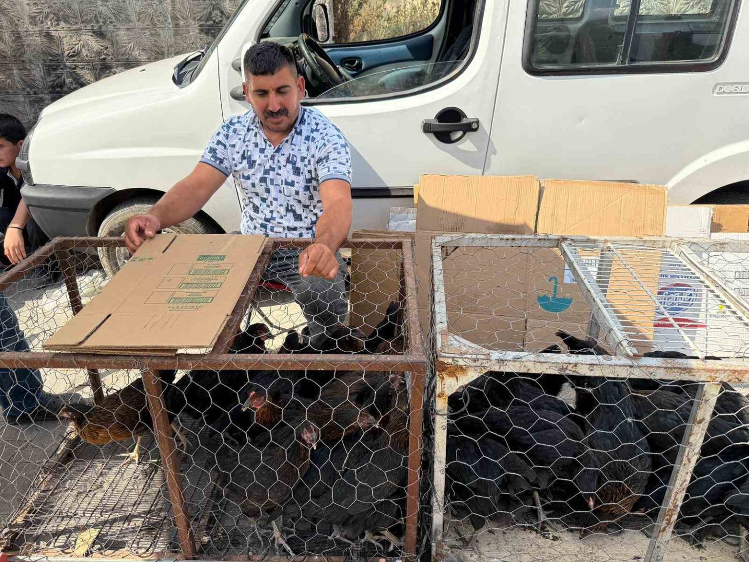 palet-uzerinde-yatan-tilkilere-sitem-etti-tum-gun-yatmak-olmaz-kumeslerden-tavuk-calin