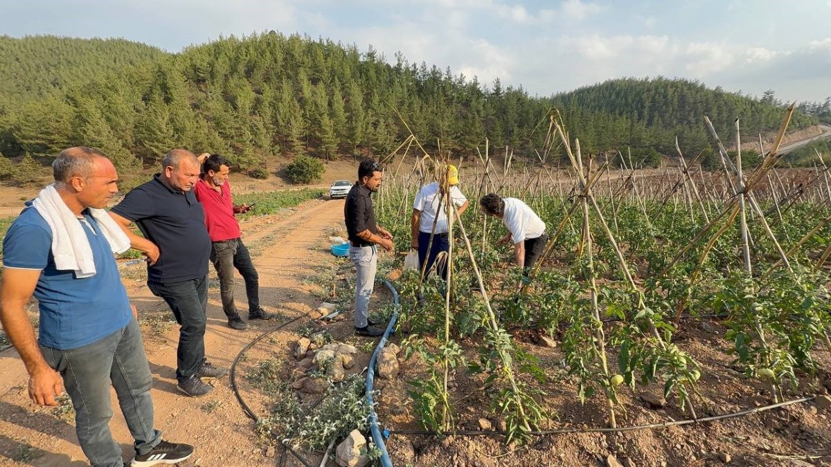 adanada-atil-araziler-domates-uretim-merkezi-oldu